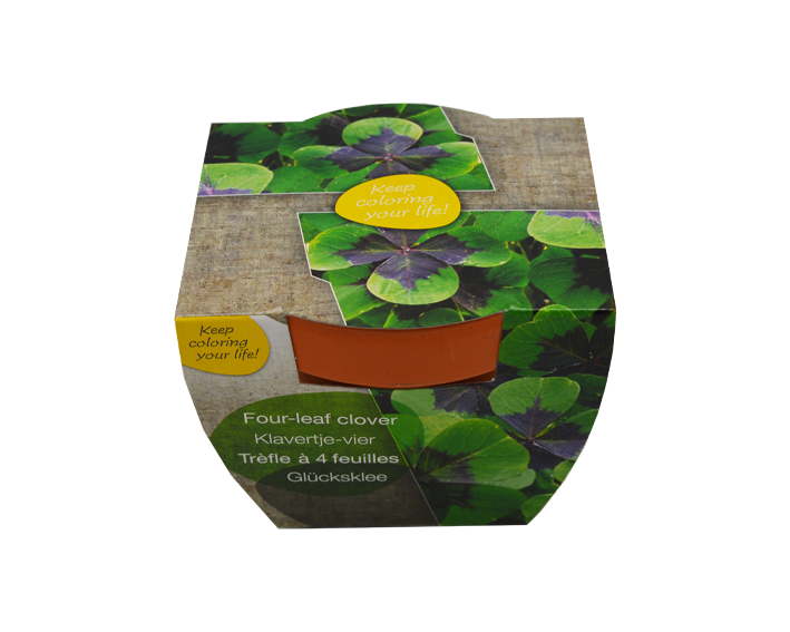Flowers in terracotta pot - Image 3